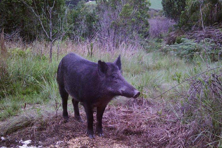 IAT lança QUIZZ para falar sobre Espécies Exóticas Invasoras
