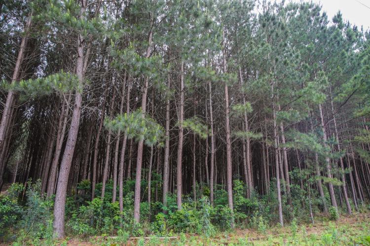 IAT lança QUIZZ para falar sobre Espécies Exóticas Invasoras