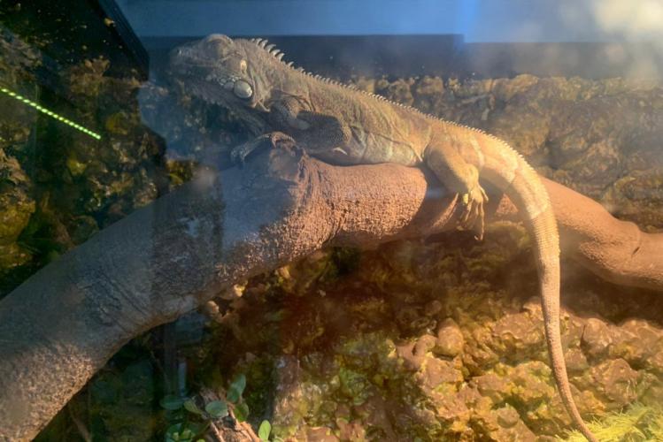 IAT lança QUIZZ para falar sobre Espécies Exóticas Invasoras