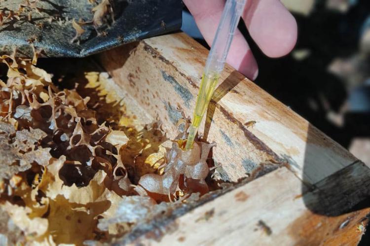 Poliniza em Parques Urbanos