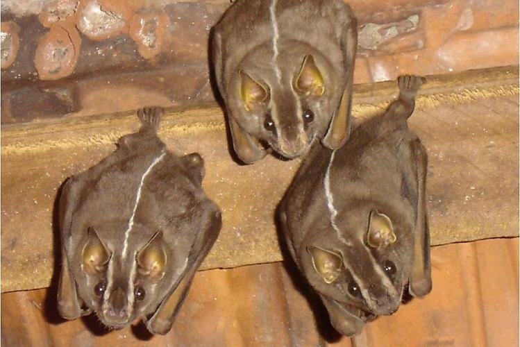 Morcegos