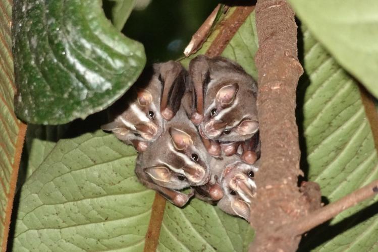 Morcegos