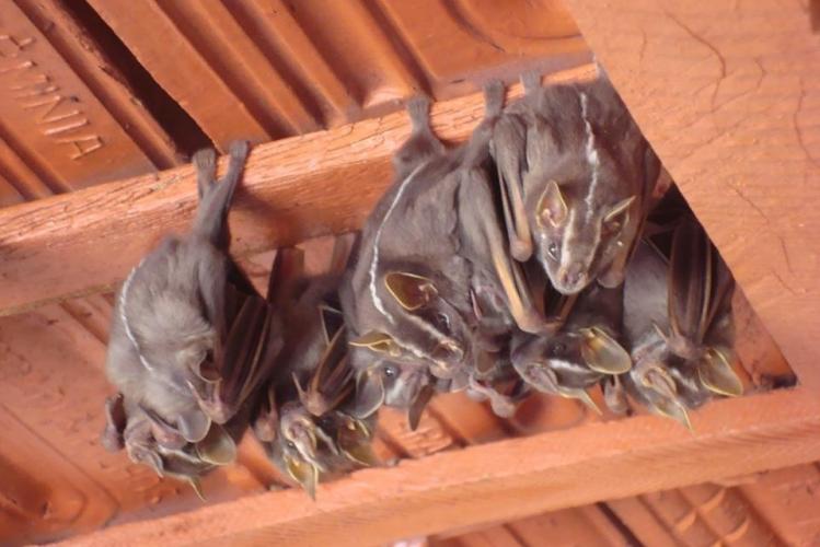 Morcegos