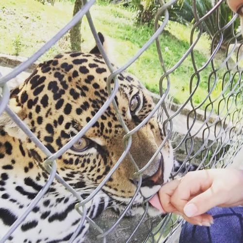 Paraná está na campanha nacional para prevenir atropelamentos de animais silvestres nas rodovias