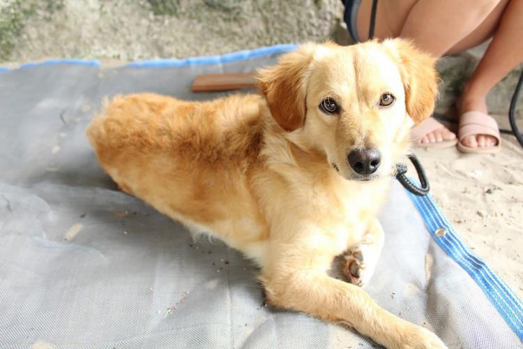 Estado atende cerca de 37 mil animais domésticos e silvestres em 2022