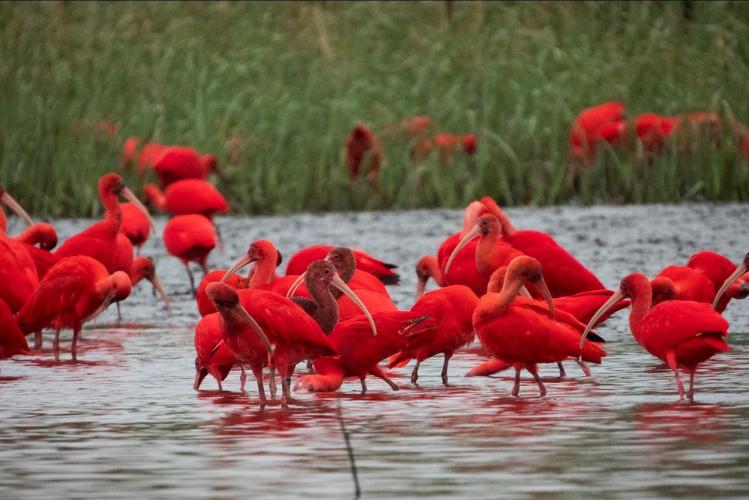 IAT e Instituto Guaju iniciam campanha para preservar a vida dos guarás em Guaratuba