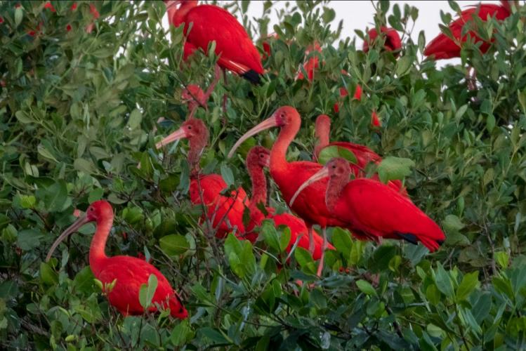 IAT e Instituto Guaju iniciam campanha para preservar a vida dos guarás em Guaratuba