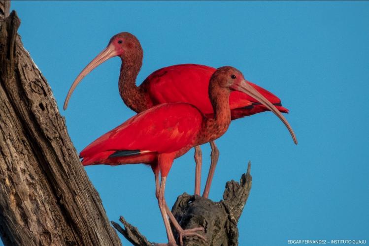 IAT e Instituto Guaju iniciam campanha para preservar a vida dos guarás em Guaratuba