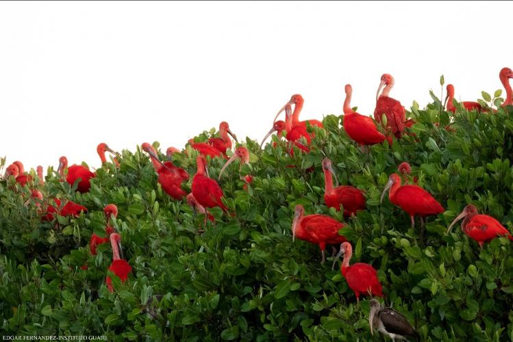 IAT e Instituto Guaju iniciam campanha para preservar a vida dos guarás em Guaratuba