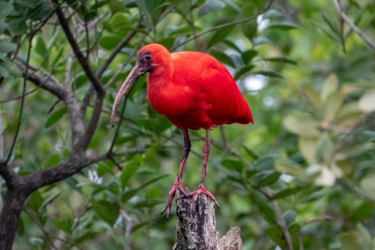 IAT e Instituto Guaju iniciam campanha para preservar a vida dos guarás em Guaratuba