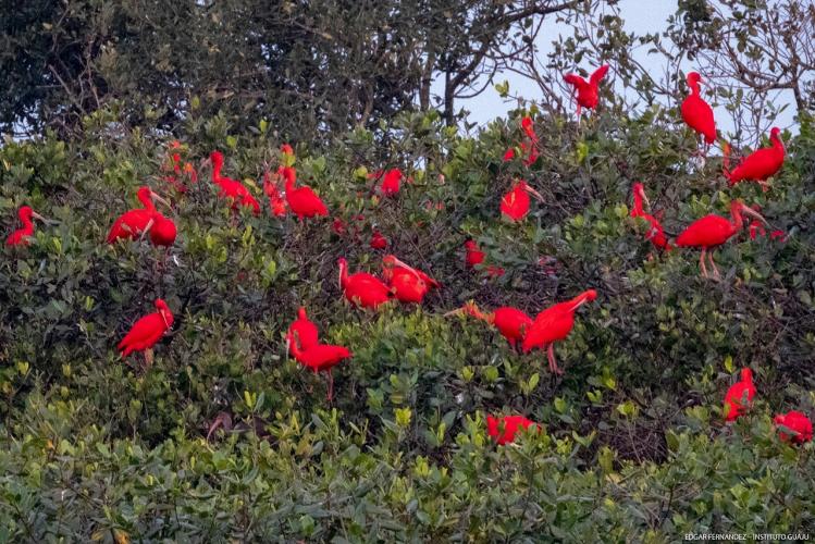 IAT e Instituto Guaju iniciam campanha para preservar a vida dos guarás em Guaratuba