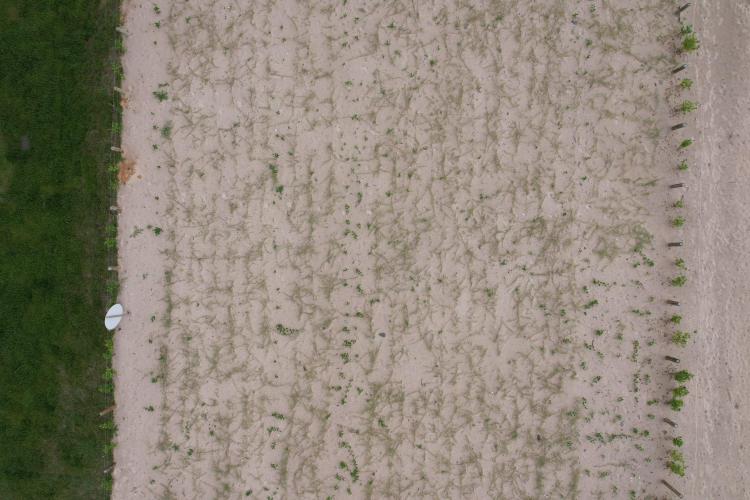 Revitalização da orla vai ampliar em quase cinco vezes a área de restinga nativa de Matinhos