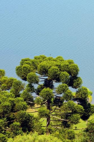Árvore-símbolo do Paraná, Araucária é a muda mais procurada nos viveiros do Estado