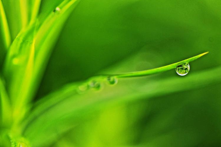 Árvore-símbolo do Paraná, Araucária é a muda mais procurada nos viveiros do Estado