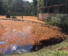 Instituto Água e Terra monitora danos ambientais causado por vazamento de gasolina em São José dos Pinhais