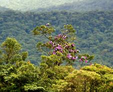 Serra do Mar
