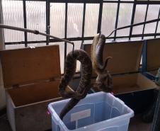 153 cobras peçonhentas são recolhidas de residência em Mandaguari