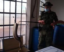 153 cobras peçonhentas são recolhidas de residência em Mandaguari