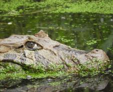 IAT alerta para aparecimento de animais silvestres em áreas urbanas