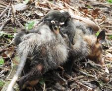 IAT alerta para aparecimento de animais silvestres em áreas urbanas