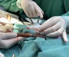 IAT conta com parcerias para atendimento veterinário de animais silvestres