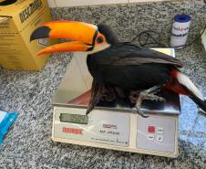 IAT conta com parcerias para atendimento veterinário de animais silvestres