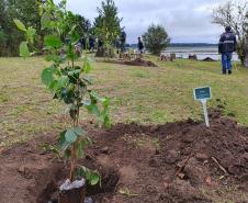 Represa do Iraí recebe mudas nativas e simboliza plantio em todo o Estado 