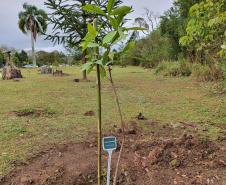 Represa do Iraí recebe mudas nativas e simboliza plantio em todo o Estado 