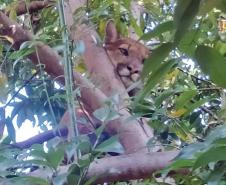 Captura da onça parda mobilizou técnicos do Instituto Água e Terra (IAT), militares do Batalhão de Polícia Ambiental-Força Verde (BPAmb-FV) e um médico veterinário anestesista. Animal é um macho com 36 quilos, jovem e saudável.