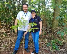 Regionais do IAT plantaram cerca de 18 mil mudas em diferentes localidades do Estado para recuperar matas ciliares