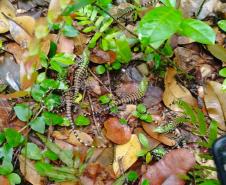 Programa de proteção da fauna das obras na orla de Matinhos solta oito lagartos na natureza