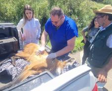 Lobo-guará fraturou o fêmur, passou por cirurgia e está sob cuidados de veterinários do Centro de Triagem e Atendimento de Animais Silvestres (CETAS), em Ponta Grossa.