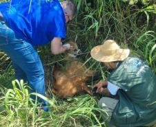 Lobo-guará fraturou o fêmur, passou por cirurgia e está sob cuidados de veterinários do Centro de Triagem e Atendimento de Animais Silvestres (CETAS), em Ponta Grossa.