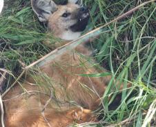 Lobo-guará fraturou o fêmur, passou por cirurgia e está sob cuidados de veterinários do Centro de Triagem e Atendimento de Animais Silvestres (CETAS), em Ponta Grossa.