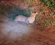 Captura da onça parda mobilizou técnicos do Instituto Água e Terra (IAT), militares do Batalhão de Polícia Ambiental-Força Verde (BPAmb-FV) e um médico veterinário anestesista. Animal é um macho com 36 quilos, jovem e saudável.