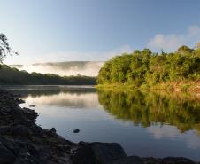 Dia da Água: IAT vai plantar 18 mil mudas de espécies nativas em nascentes de rios do Paraná