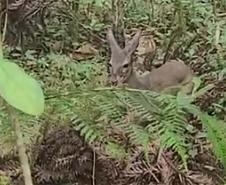 Veado, cachorro-do-mato e pássaros trinca-ferro retornam à natureza com suporte do IAT.