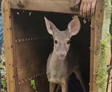Veado, cachorro-do-mato e pássaros trinca-ferro retornam à natureza com suporte do IAT.