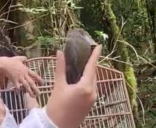 Veado, cachorro-do-mato e pássaros trinca-ferro retornam à natureza com suporte do IAT.