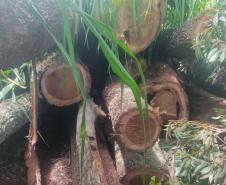 Fiscais do IAT localizaram um terreno na zona rural de Tapira e constataram a supressão de aproximadamente 60 árvores de Ipê Roxo. Como não havia autorização para o corte, a madeira foi retida, a área embargada e o proprietário multado
