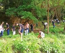 Dia da Água: IAT vai plantar 18 mil mudas de espécies nativas em nascentes de rios do Paraná