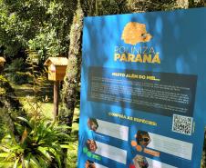 Paraná anuncia expansão de área verde com novas Unidades de Conservação