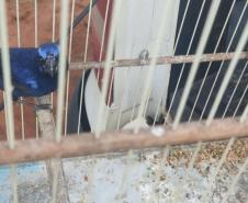 Setor de fiscalização do Instituto Água e Terra (IAT) resgatou seis aves silvestres de um criador clandestino em Perobal, no Noroeste do Paraná