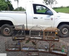 Setor de fiscalização do Instituto Água e Terra (IAT) resgatou seis aves silvestres de um criador clandestino em Perobal, no Noroeste do Paraná