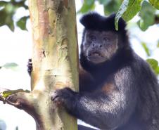 Foto de macaco em árvore