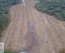 Estado aplica R$ 3,6 milhões em multas por desmatamento de 462 hectares nos Campos Gerais