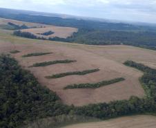 Estado aplica R$ 3,6 milhões em multas por desmatamento de 462 hectares nos Campos Gerais