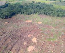 Estado aplica R$ 3,6 milhões em multas por desmatamento de 462 hectares nos Campos Gerais