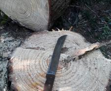 Facão em cima de toco de árvore cortada
