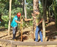 Operários cortando árvore